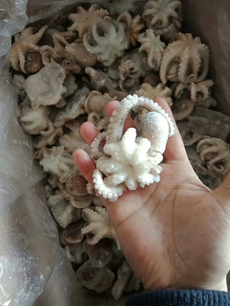盐揉迷你小八爪