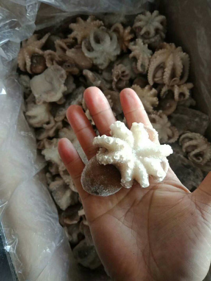 盐揉迷你小八爪