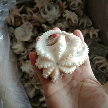 盐揉迷你小八爪