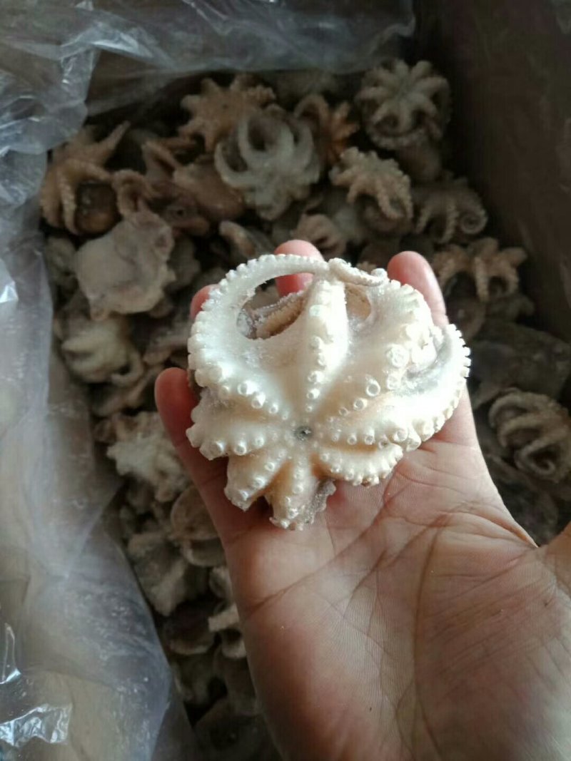 盐揉迷你小八爪