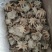 盐揉迷你小八爪