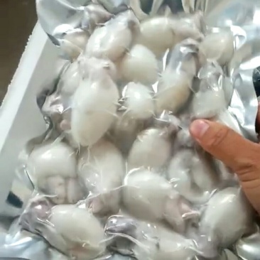翻盖墨鱼仔
