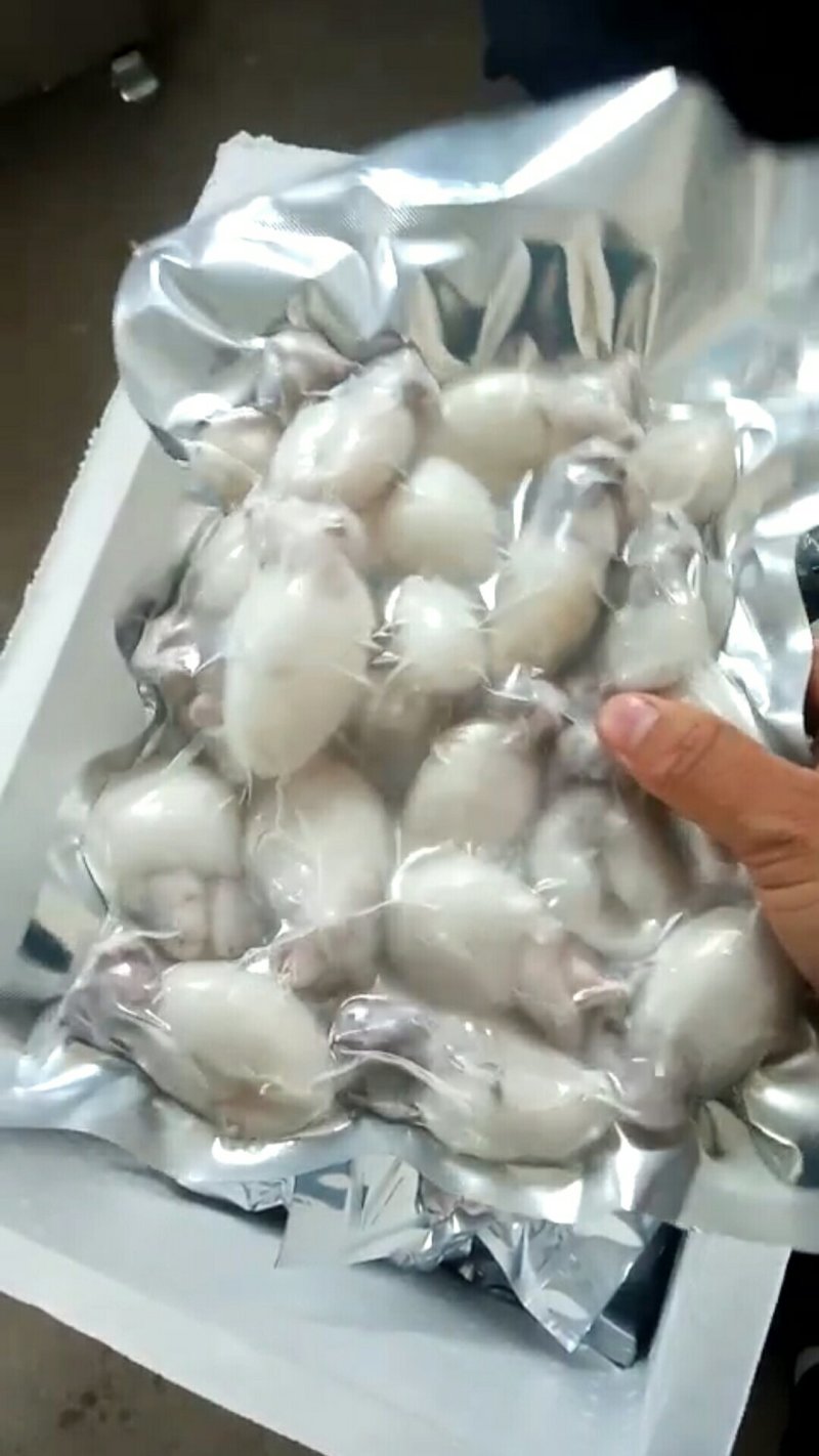 翻盖墨鱼仔