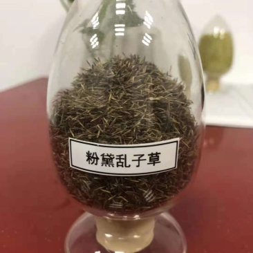 粉黛乱子草1500一斤