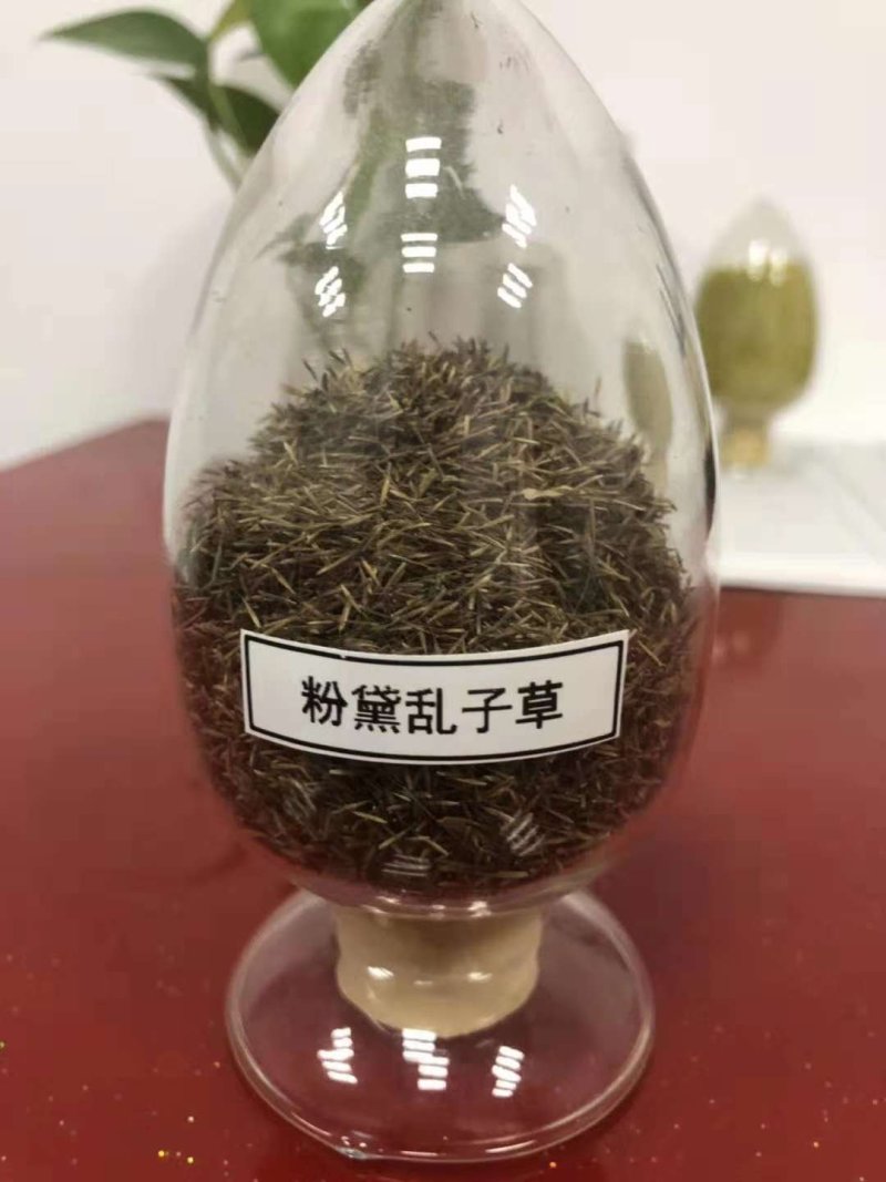 粉黛乱子草1500一斤