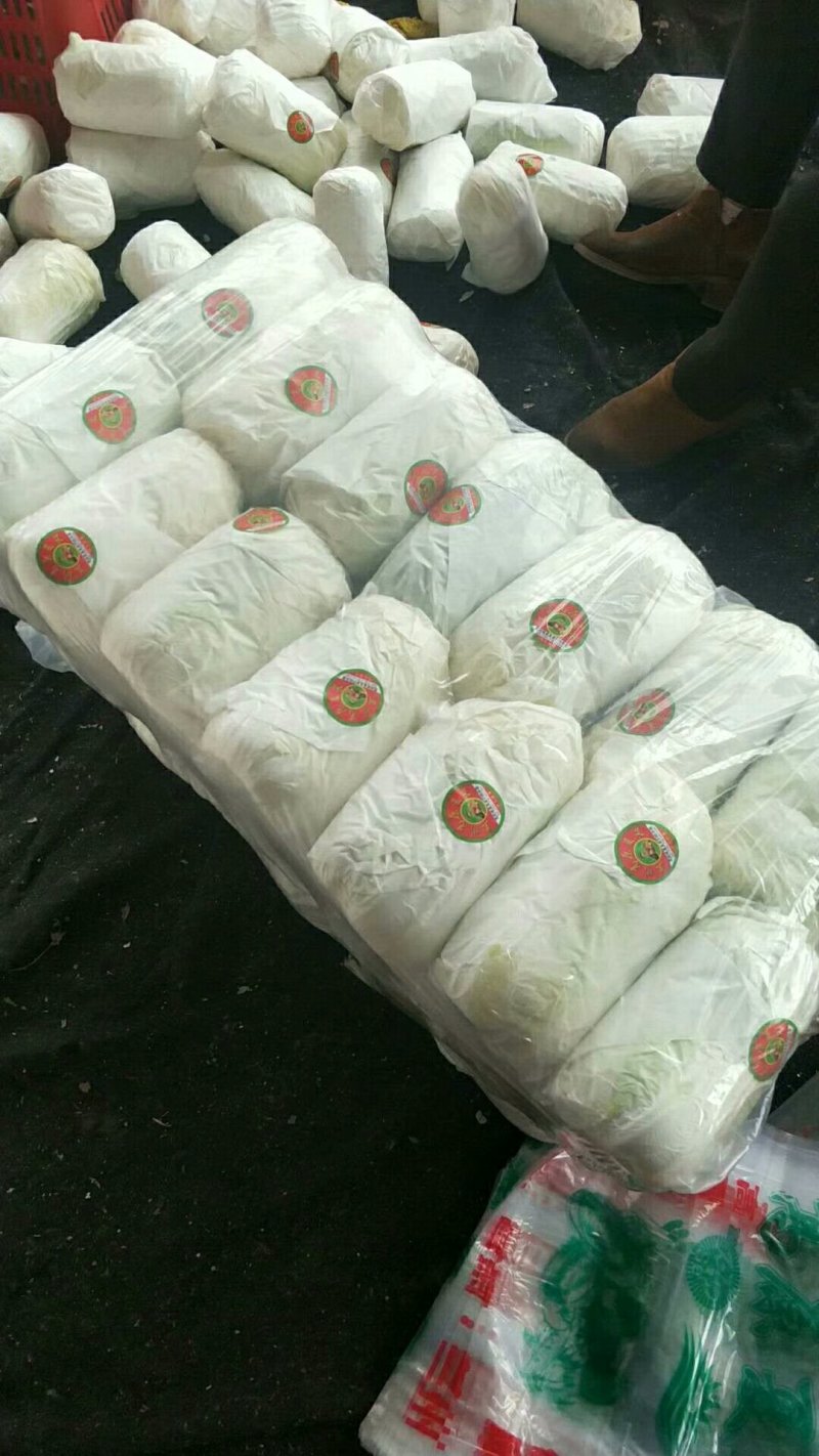 基地娃娃菜大量上市毛菜50颗一袋7两以上质量好可视频看货
