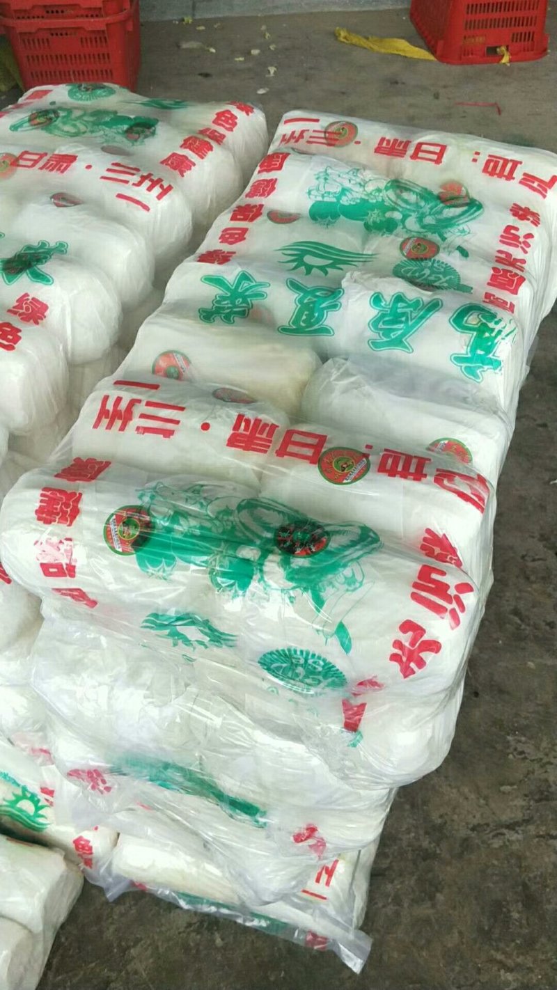基地娃娃菜大量上市毛菜50颗一袋7两以上质量好可视频看货