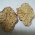 肉苁蓉鲜干片，冬季去皮切片100克