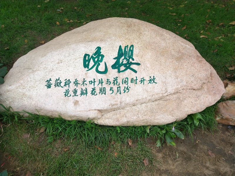 北沙参