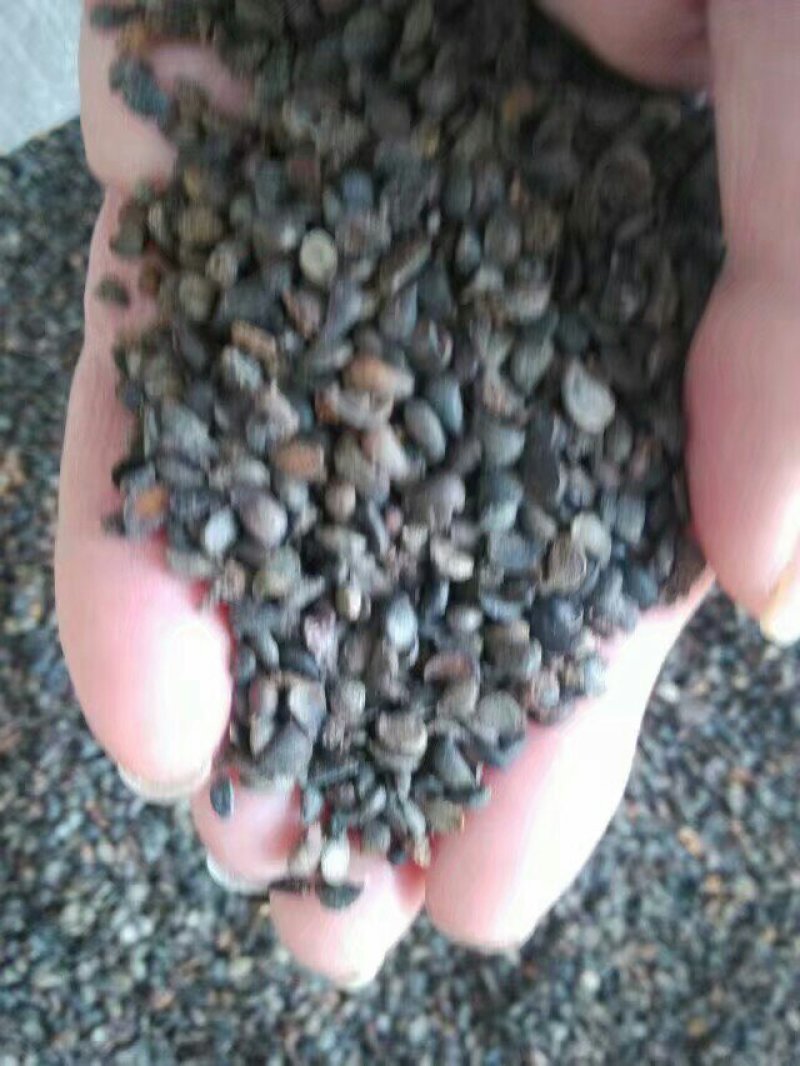 好杜梨种子，保出芽率的种子，经过发芽实验的好杜梨种子！
