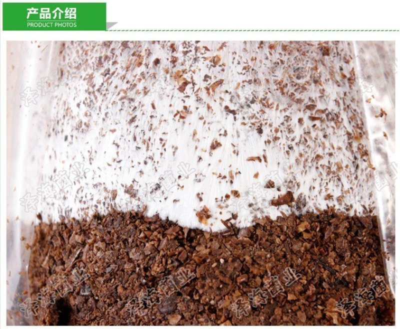香菇栽培种三级种菌种购买