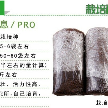 香菇栽培种三级种菌种购买