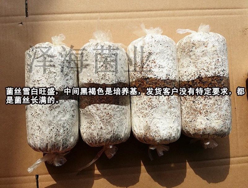 香菇栽培种三级种菌种购买