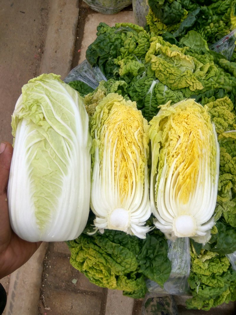基地娃娃菜大量上市毛菜50颗一袋7两以上质量好可视频看货