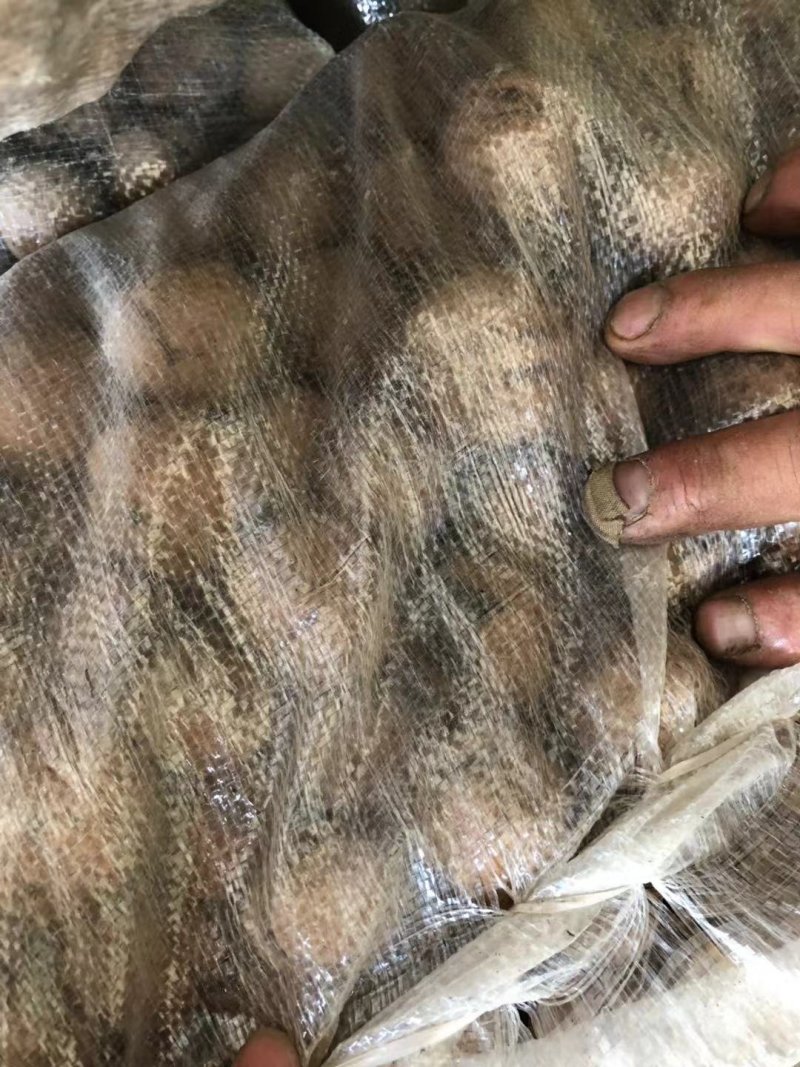 汉中细香核桃3000余斤