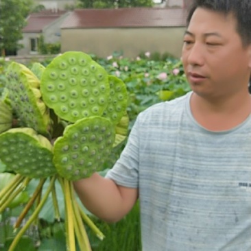 正宗原种太空莲种苗，基地直销，亩产干莲子400斤