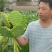 正宗原种太空莲种苗，基地直销，亩产干莲子400斤