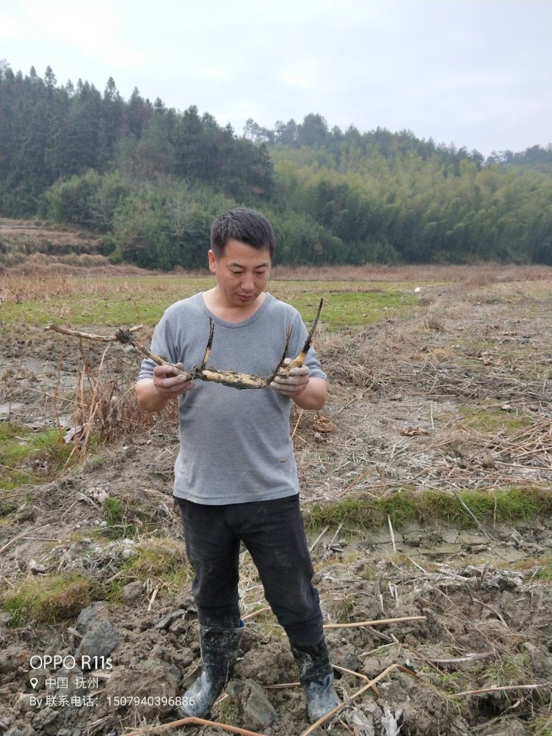 正宗原种太空莲种苗，基地直销，亩产干莲子400斤