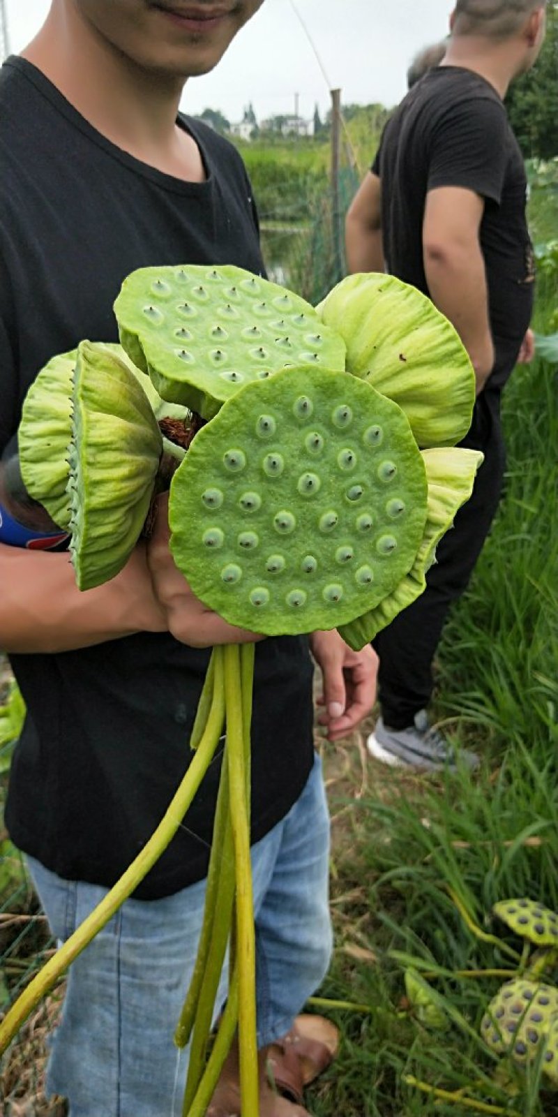 正宗原种太空莲种苗，基地直销，亩产干莲子400斤