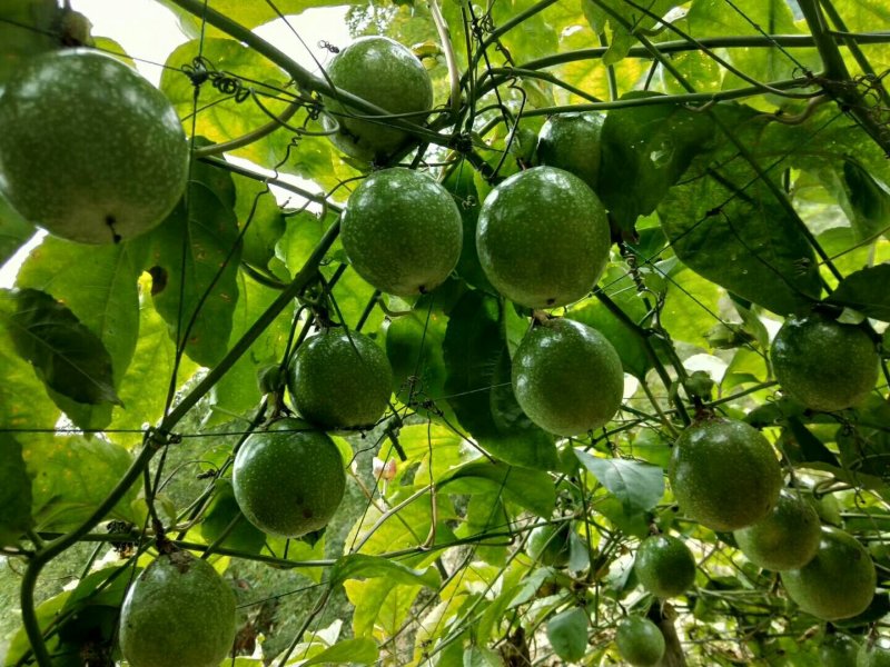 百香果苗