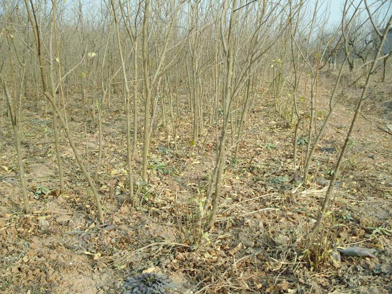 突尼斯软籽石榴苗无籽黑石榴树苗南方北方种植地栽果树苗当年