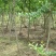 突尼斯软籽石榴苗无籽黑石榴树苗南方北方种植地栽果树苗当年
