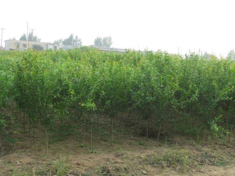 突尼斯软籽石榴苗无籽黑石榴树苗南方北方种植地栽果树苗当年