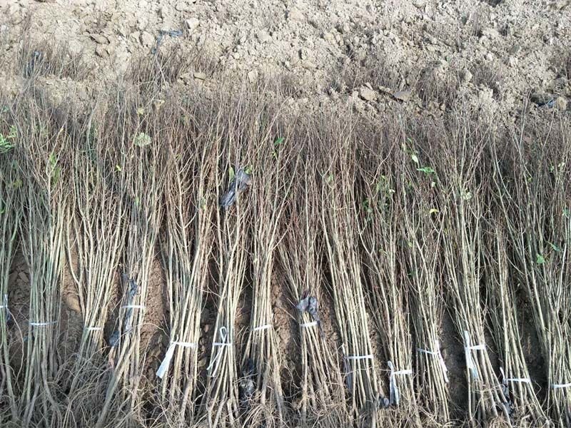 突尼斯软籽石榴苗无籽黑石榴树苗南方北方种植地栽果树苗当年