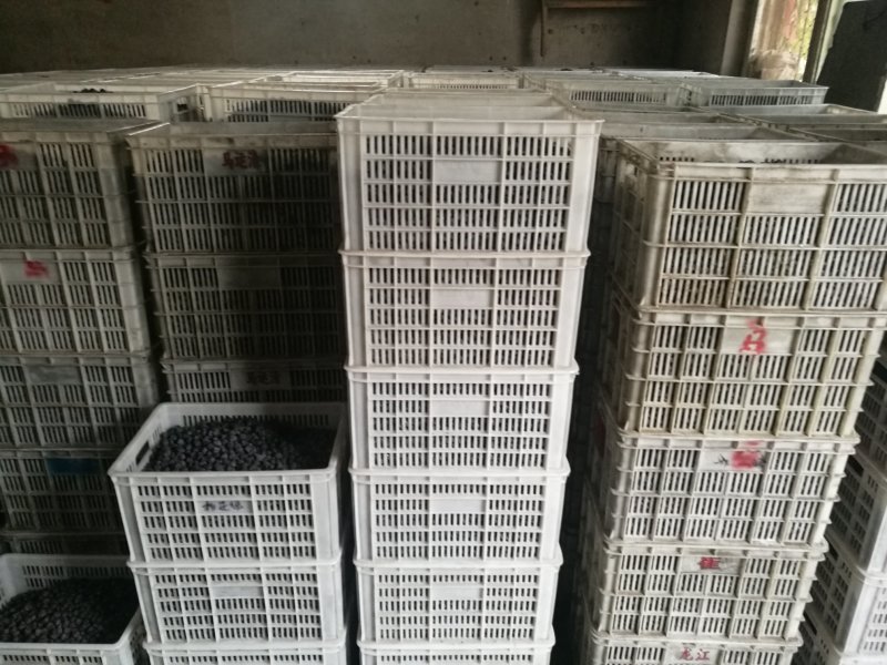 黑枣