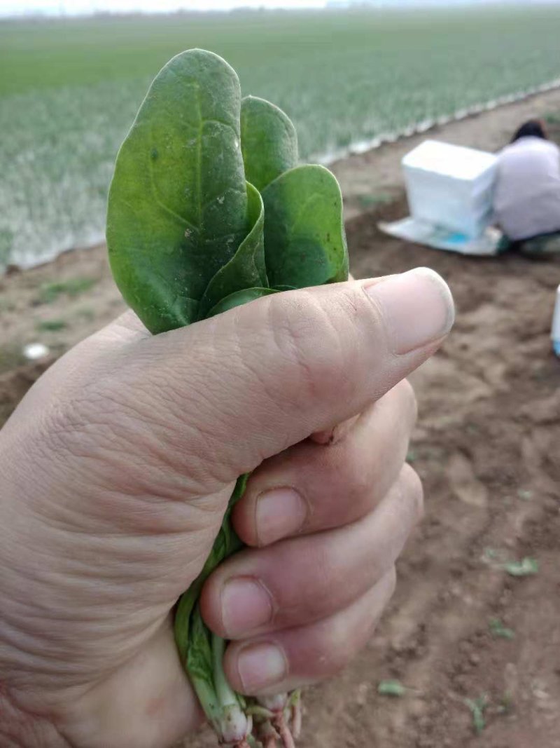 圆叶菠菜，大小颗供应，丰县，沛县中间处，市场收货