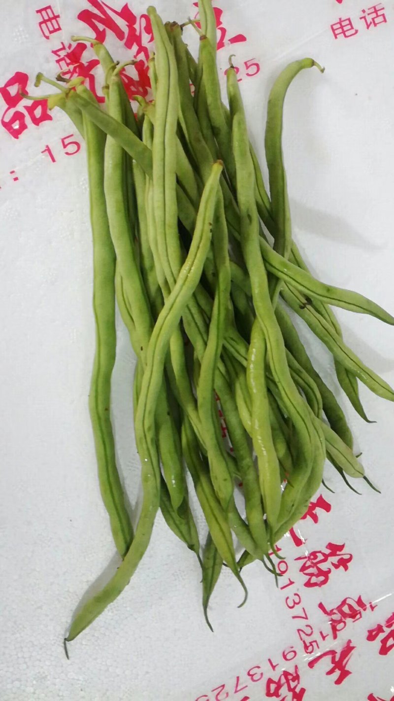 无筋豆