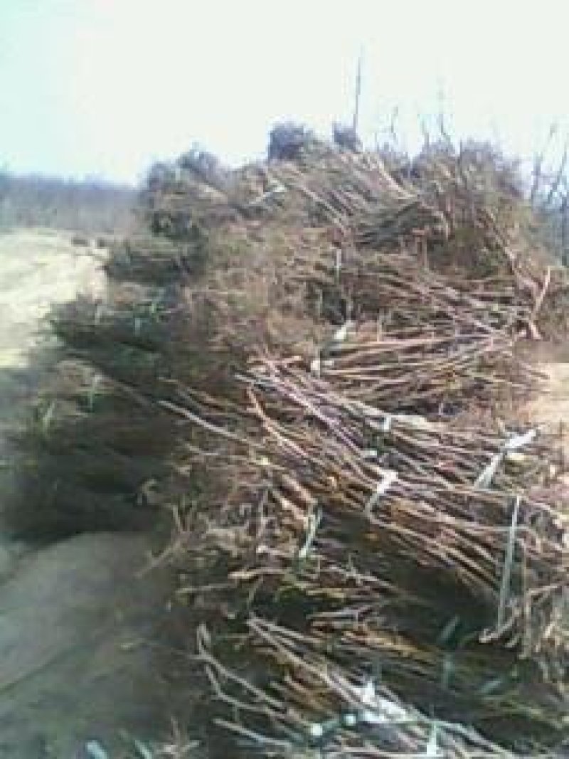枣树苗占化冬枣，金丝大枣嫁接苗死苗补发，基地直销