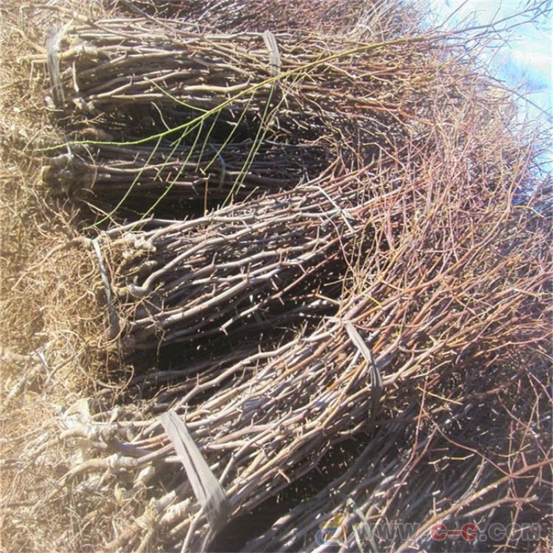 枣树苗占化冬枣，金丝大枣嫁接苗死苗补发，基地直销