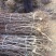 枣树苗占化冬枣，金丝大枣嫁接苗死苗补发，基地直销