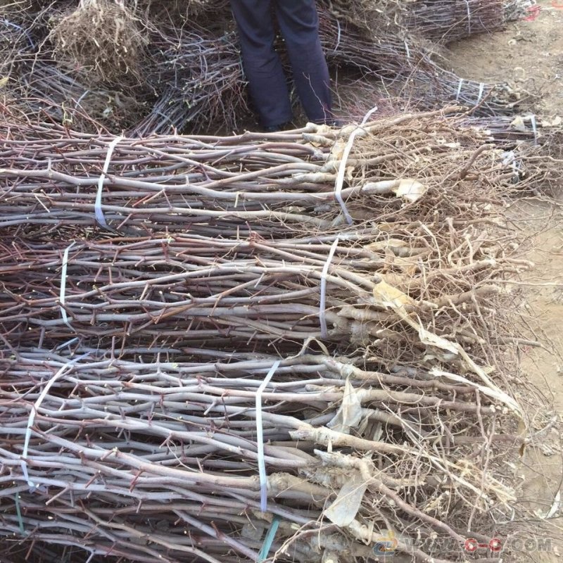 枣树苗占化冬枣，金丝大枣嫁接苗死苗补发，基地直销