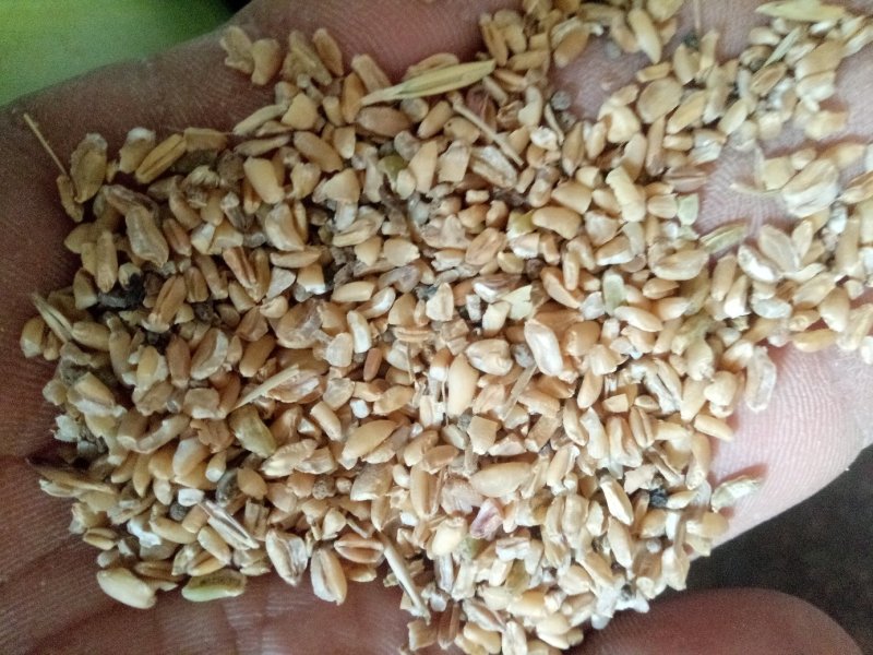 小麦玉米下脚料