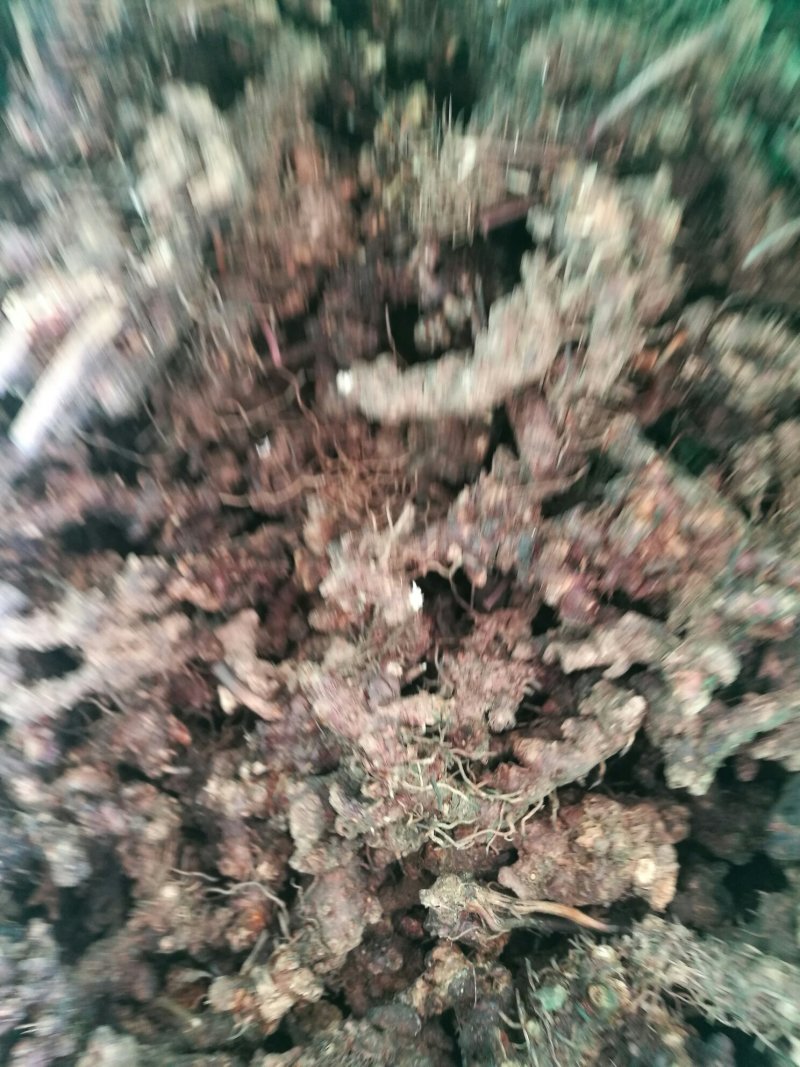 淫羊藿不带头统品质保证量大从优欢迎咨询下单