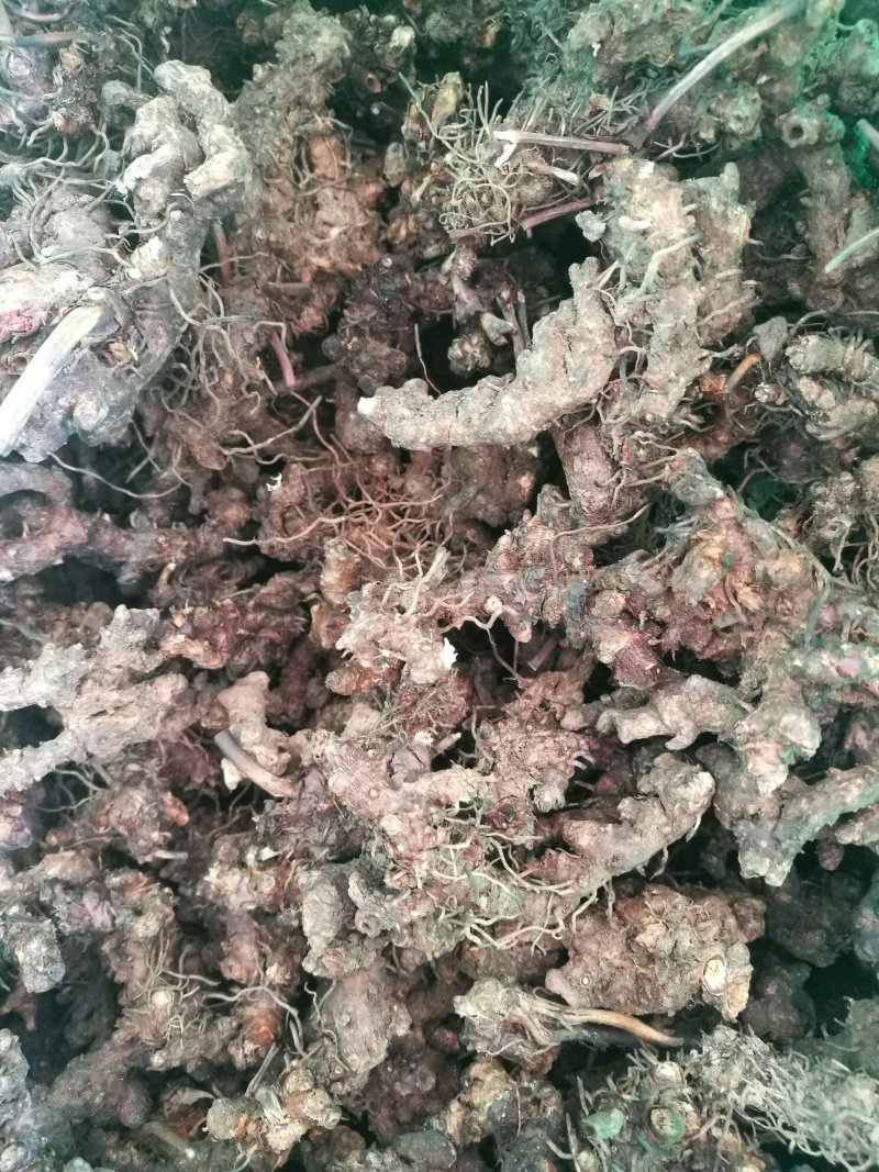 淫羊藿不带头统品质保证量大从优欢迎咨询下单