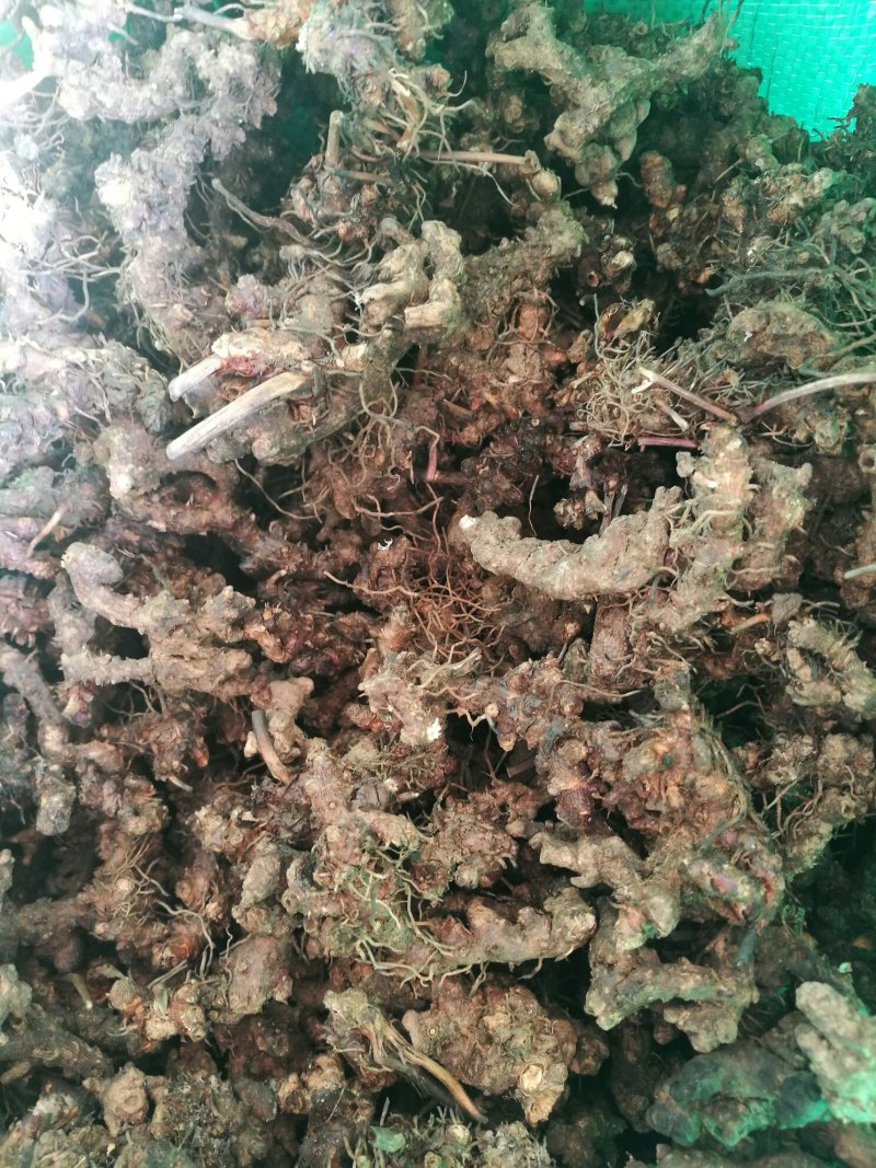 淫羊藿不带头统品质保证量大从优欢迎咨询下单