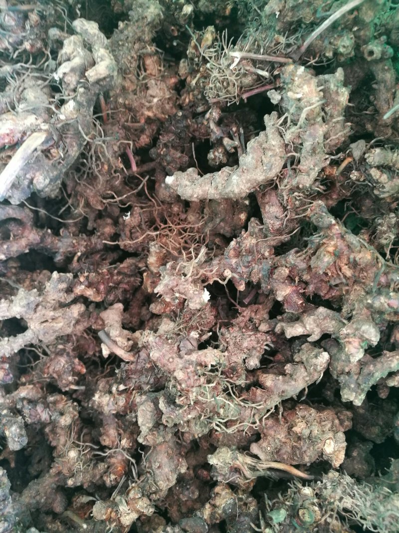淫羊藿不带头统品质保证量大从优欢迎咨询下单