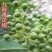 花椒苗大红袍麻椒庭院种植占地用南北方种植