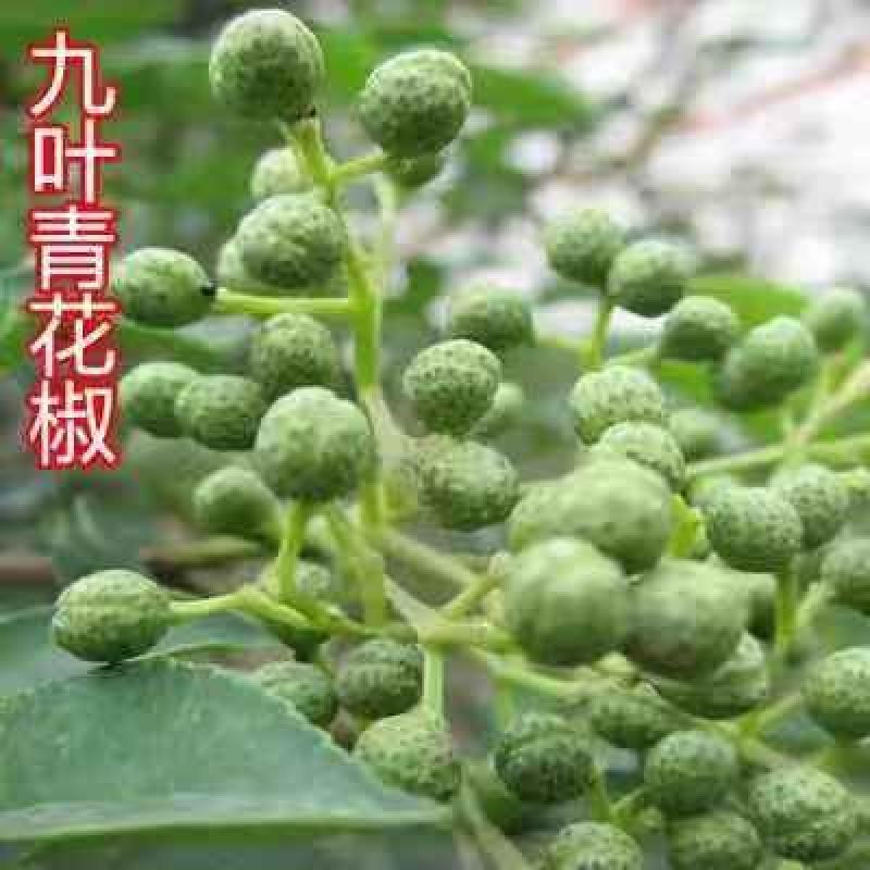 花椒苗大红袍麻椒庭院种植占地用南北方种植