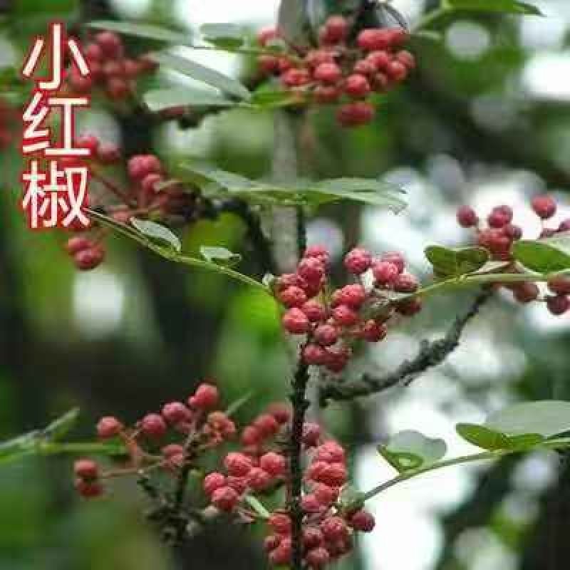 花椒苗大红袍麻椒庭院种植占地用南北方种植