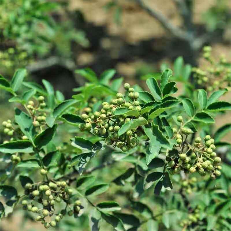 花椒苗大红袍麻椒庭院种植占地用南北方种植