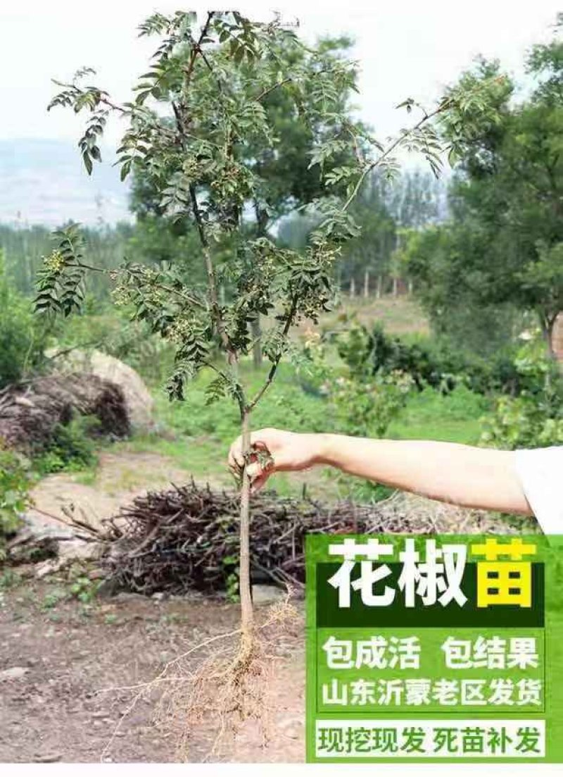 花椒苗大红袍麻椒庭院种植占地用南北方种植