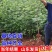花椒苗大红袍麻椒庭院种植占地用南北方种植