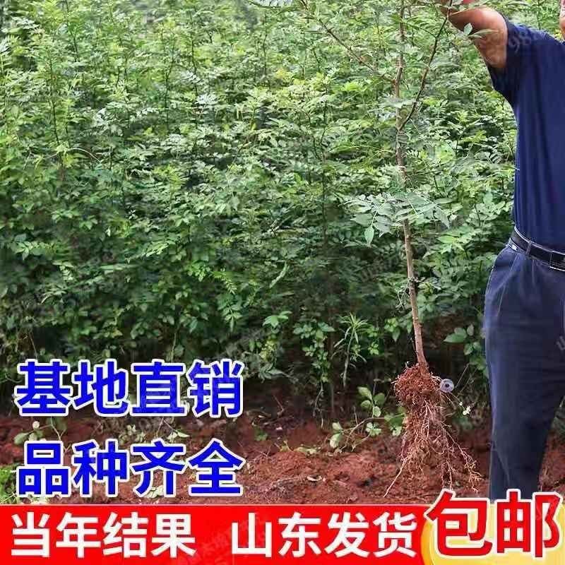 花椒苗大红袍麻椒庭院种植占地用南北方种植