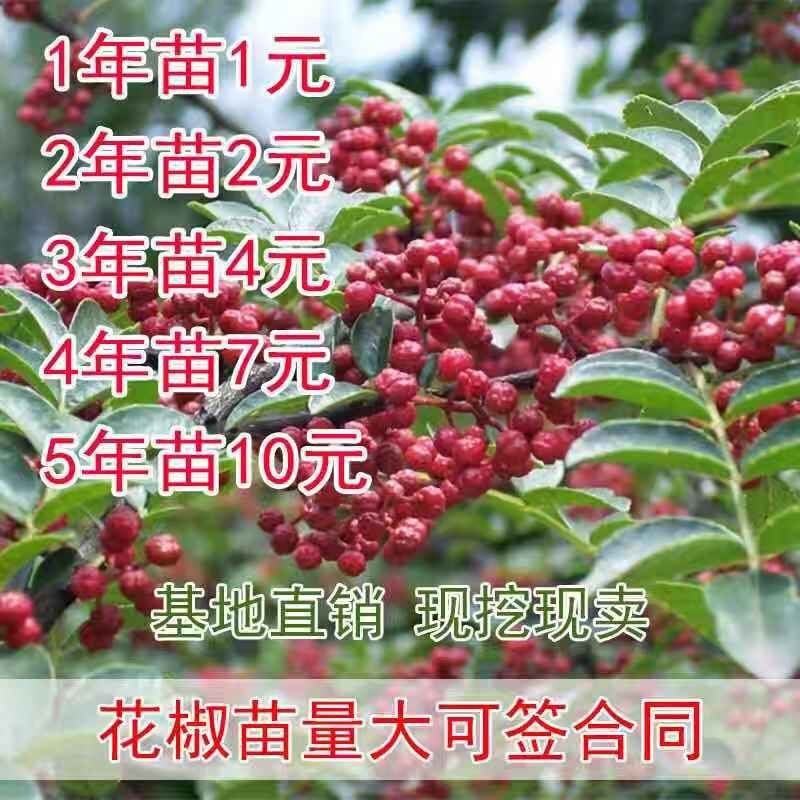 花椒苗大红袍麻椒庭院种植占地用南北方种植