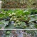花椒苗大红袍麻椒庭院种植占地用南北方种植