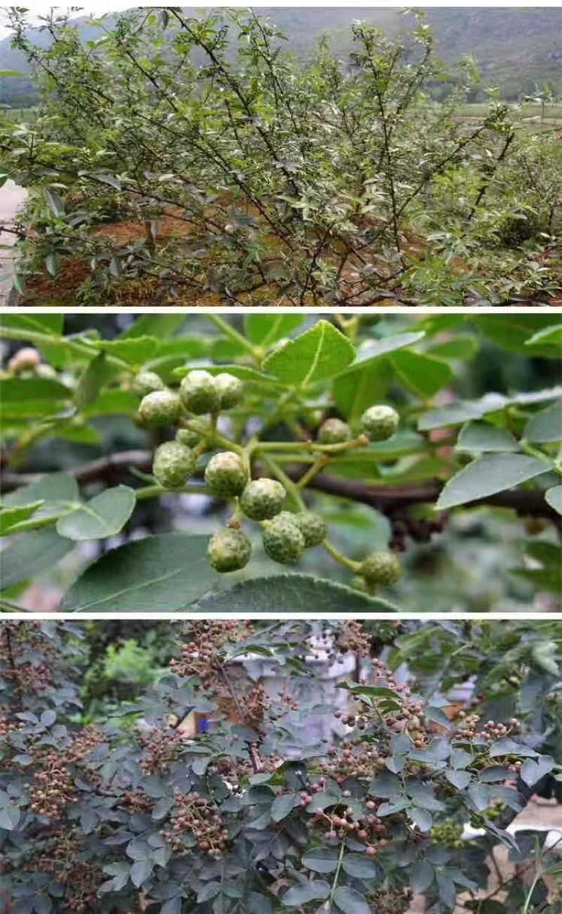 花椒苗大红袍麻椒庭院种植占地用南北方种植